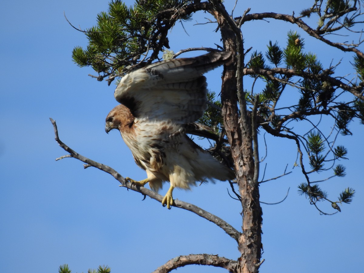 Red-tailed Hawk - ML161535761