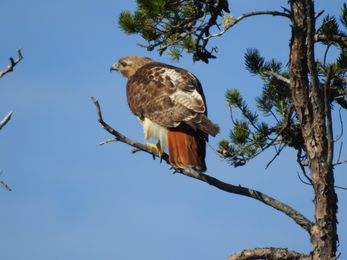 Red-tailed Hawk - ML161535771
