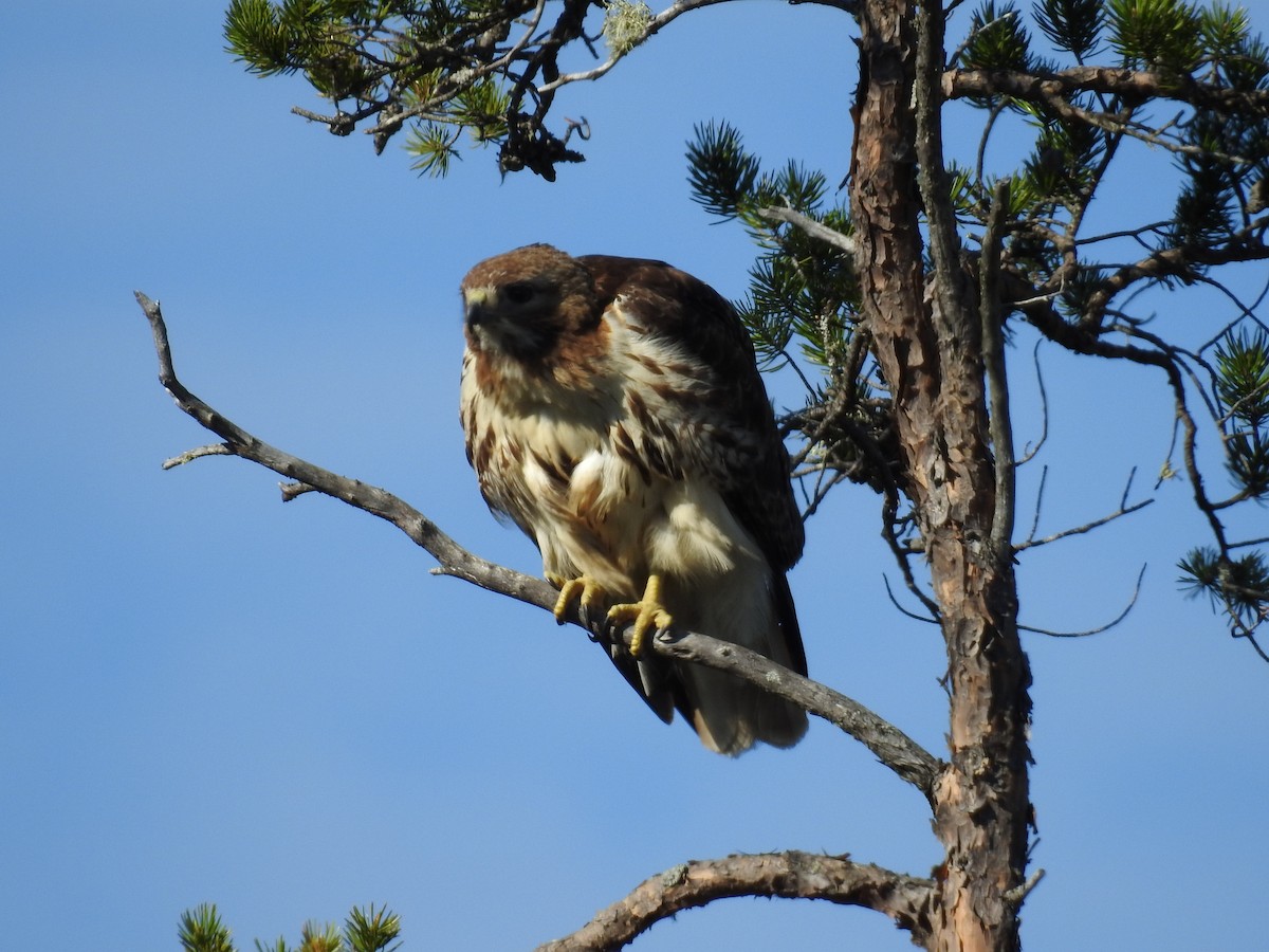 Red-tailed Hawk - ML161535781