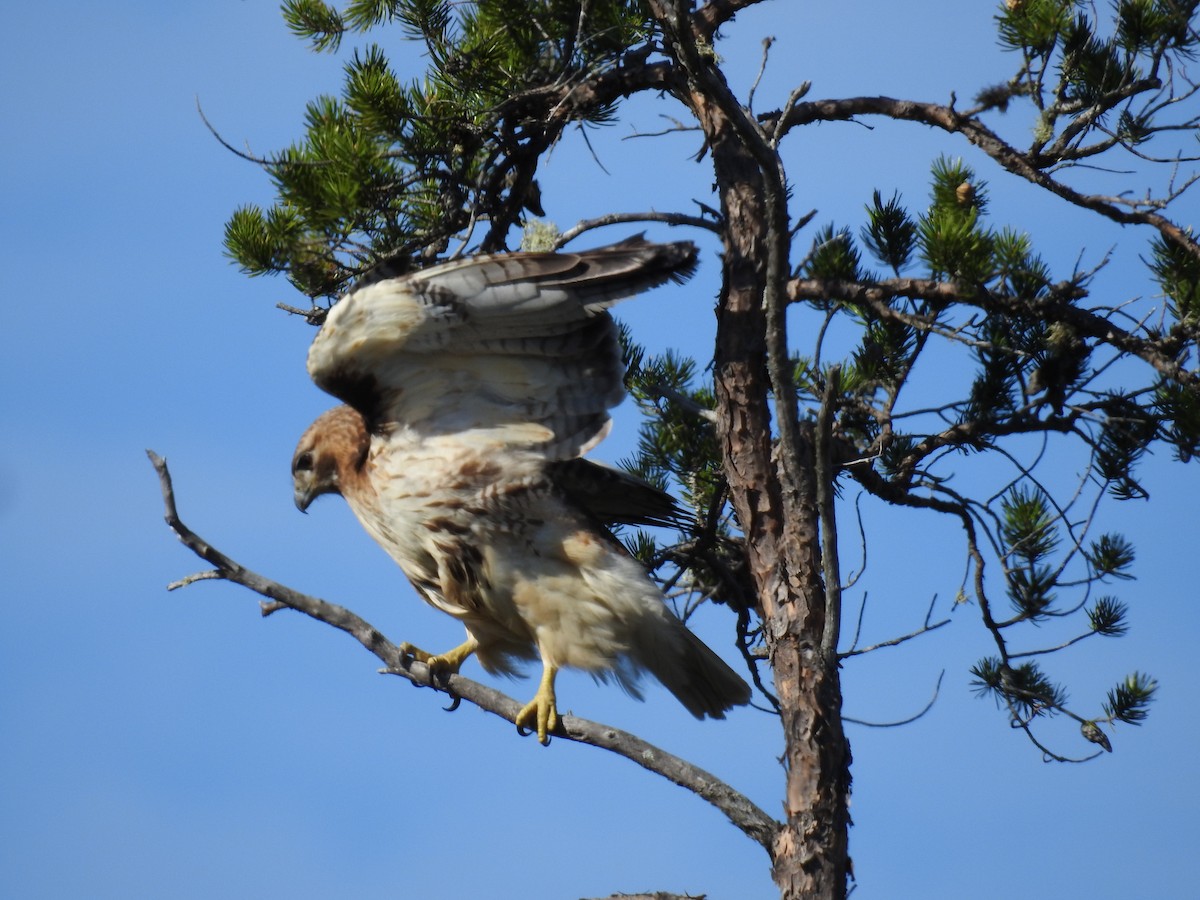 Rotschwanzbussard - ML161535791