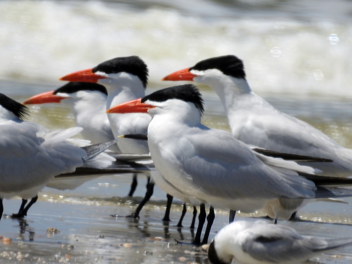 Морин хараалай - ML161536031