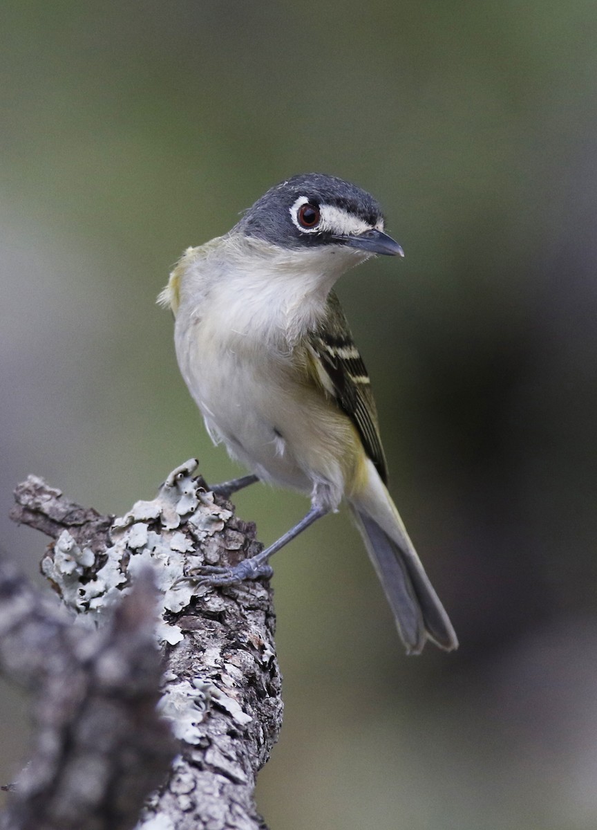 Black-capped Vireo - ML161536471