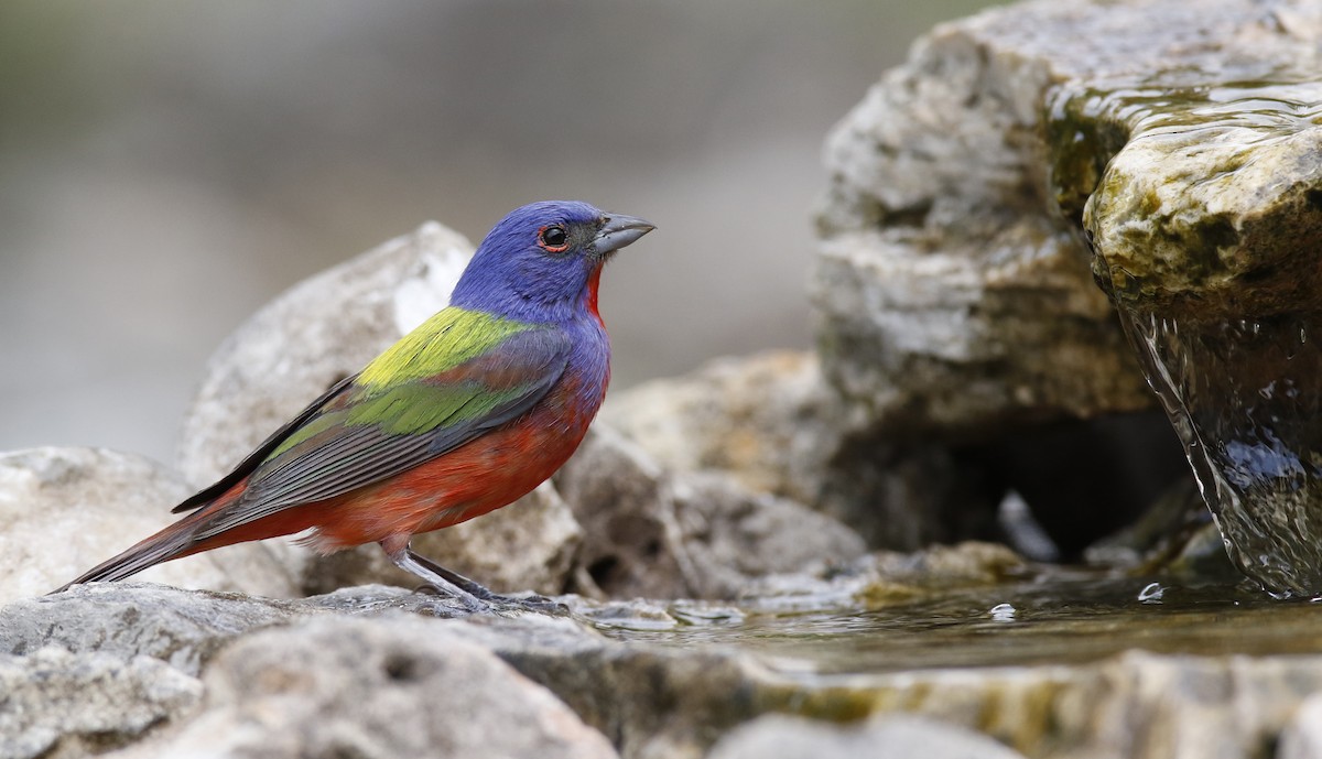 Painted Bunting - Laura Keene