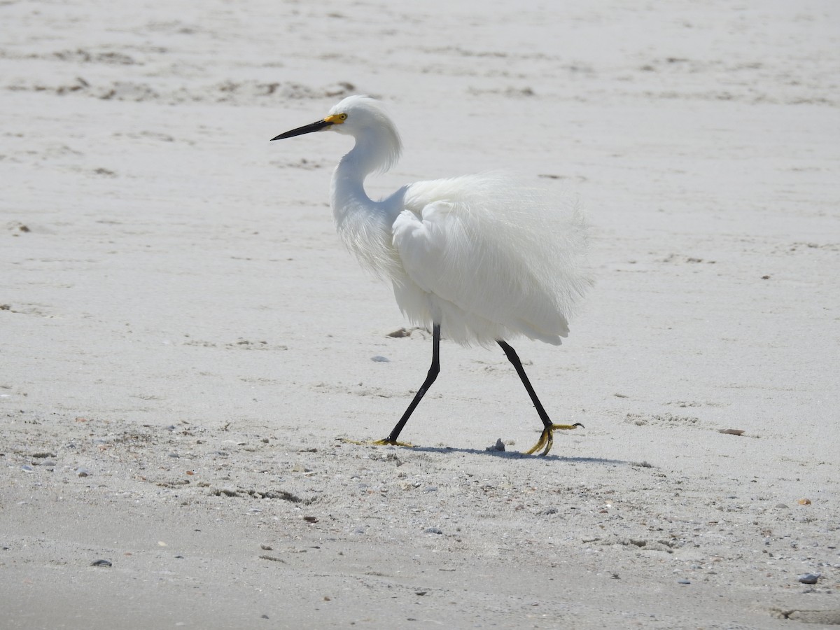 Snowy Egret - Susan Grantham