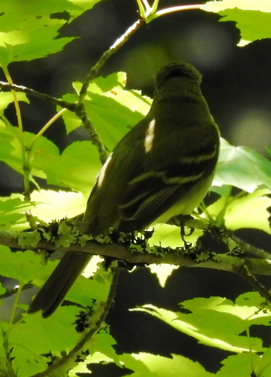 Acadian Flycatcher - ML161537811