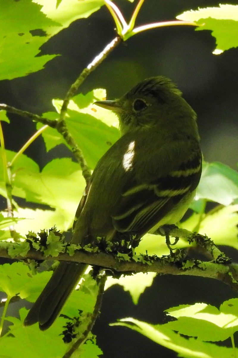 Acadian Flycatcher - ML161537831