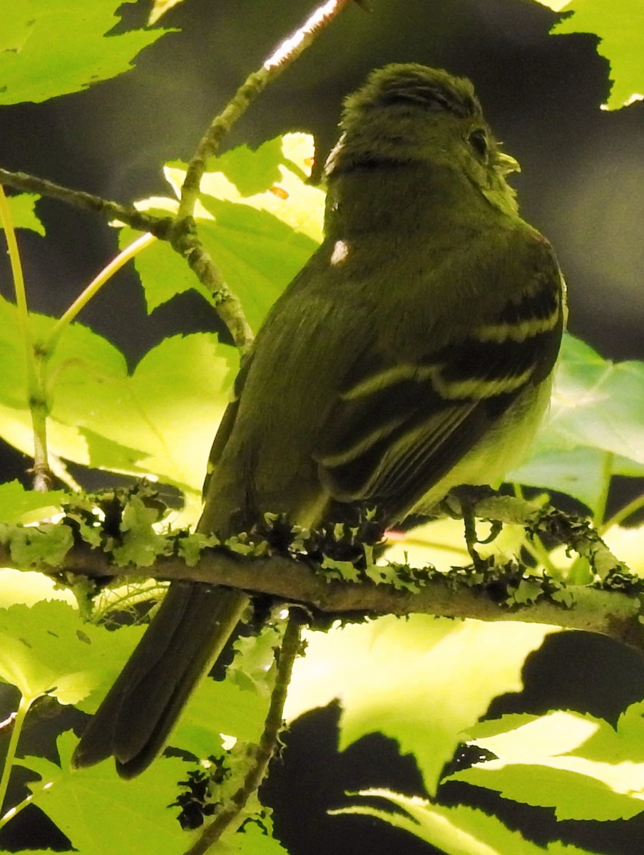 Acadian Flycatcher - ML161537851
