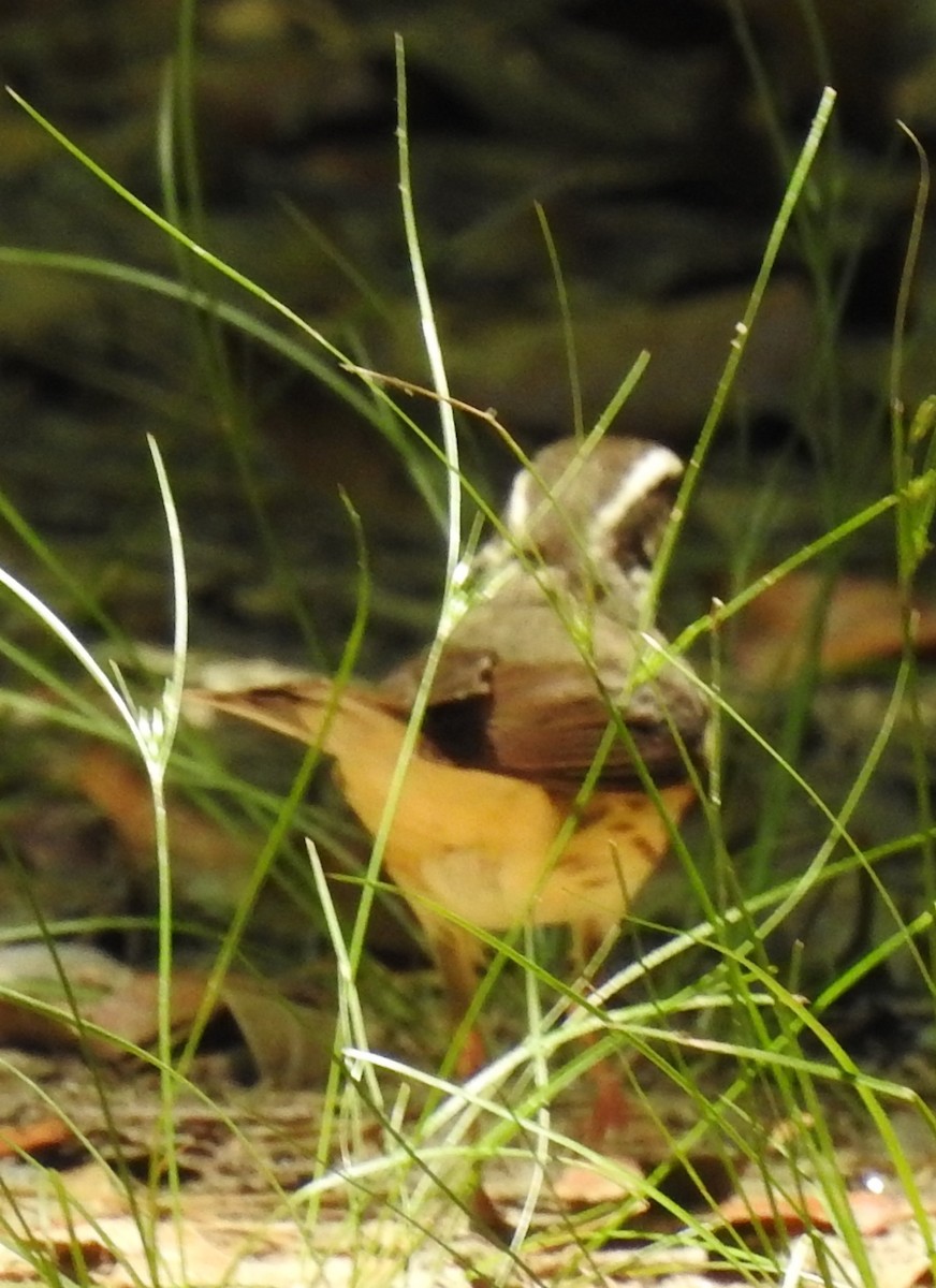 Louisiana Waterthrush - ML161537911