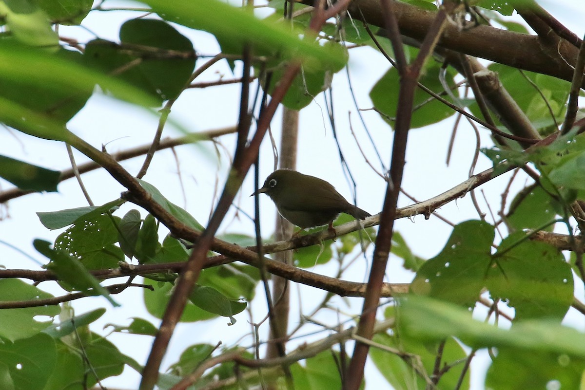 Yap White-eye - Thibaud Aronson