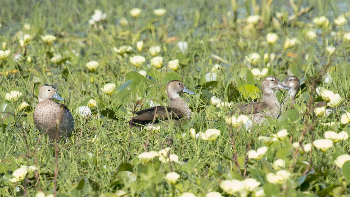 Ringed Teal - Luciano Acquaviva