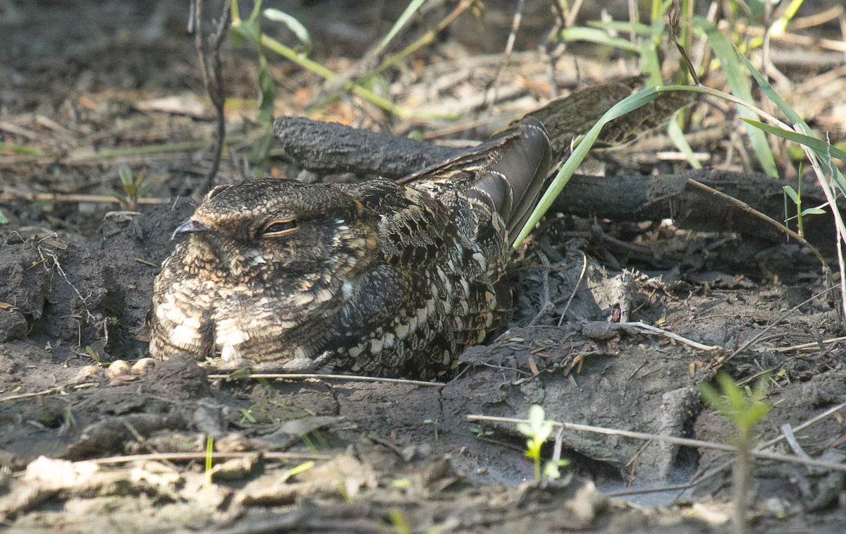 Scissor-tailed Nightjar - ML161540591