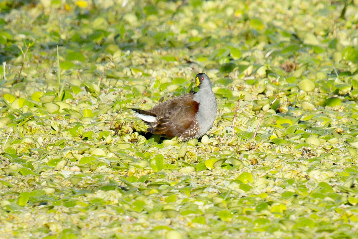 Spot-flanked Gallinule - Luciano Acquaviva