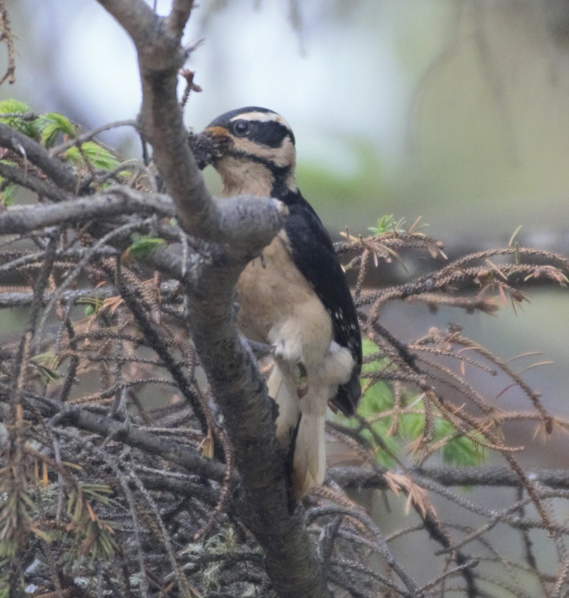 Hairy Woodpecker (Pacific) - ML161541301