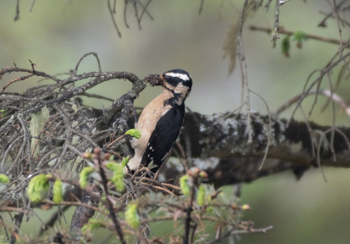 Hairy Woodpecker (Pacific) - ML161541311