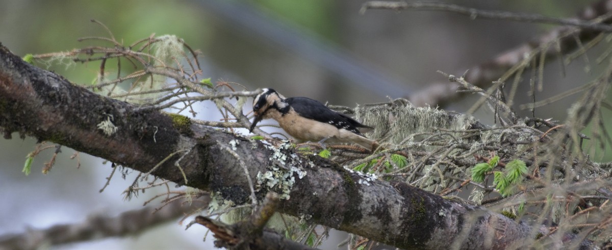 Hairy Woodpecker (Pacific) - ML161541331