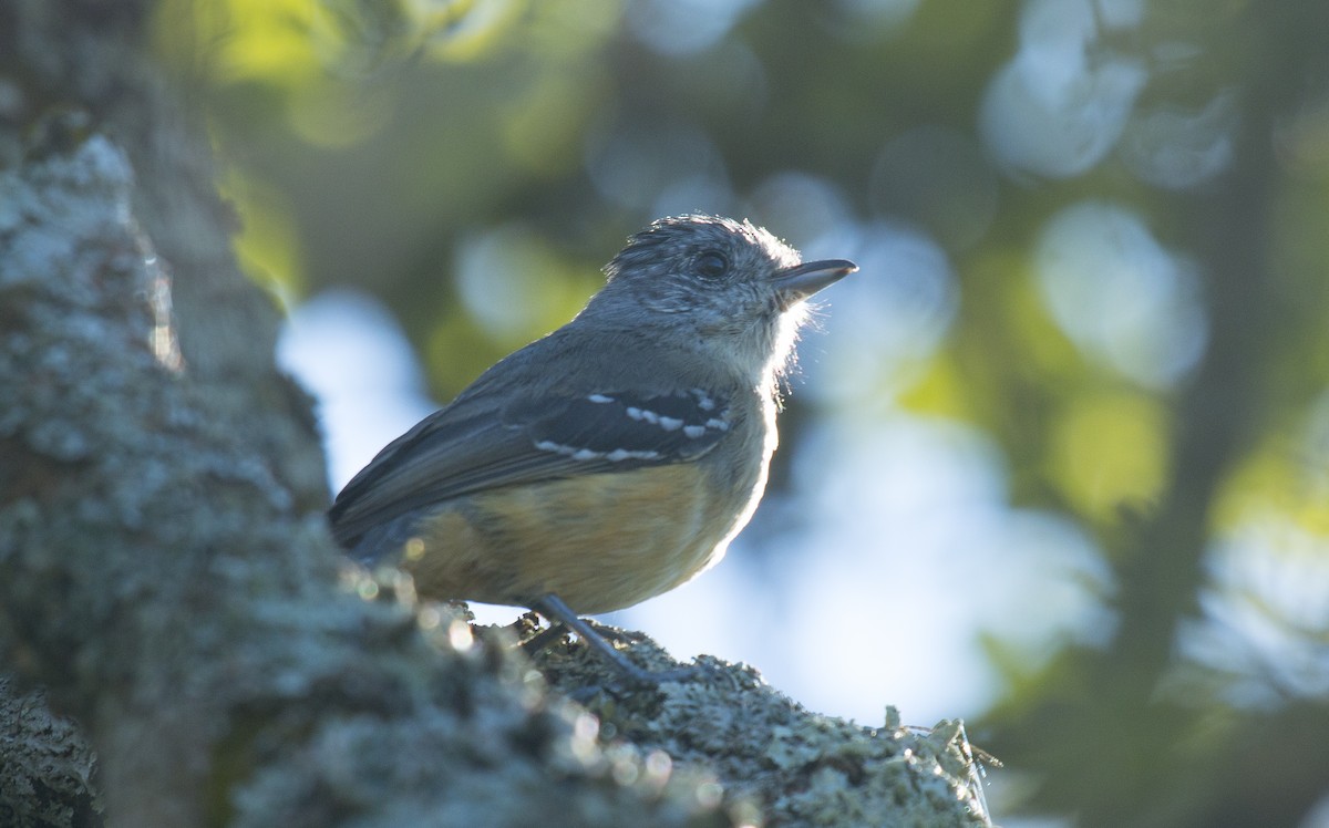 Variable Antshrike - Luciano Acquaviva