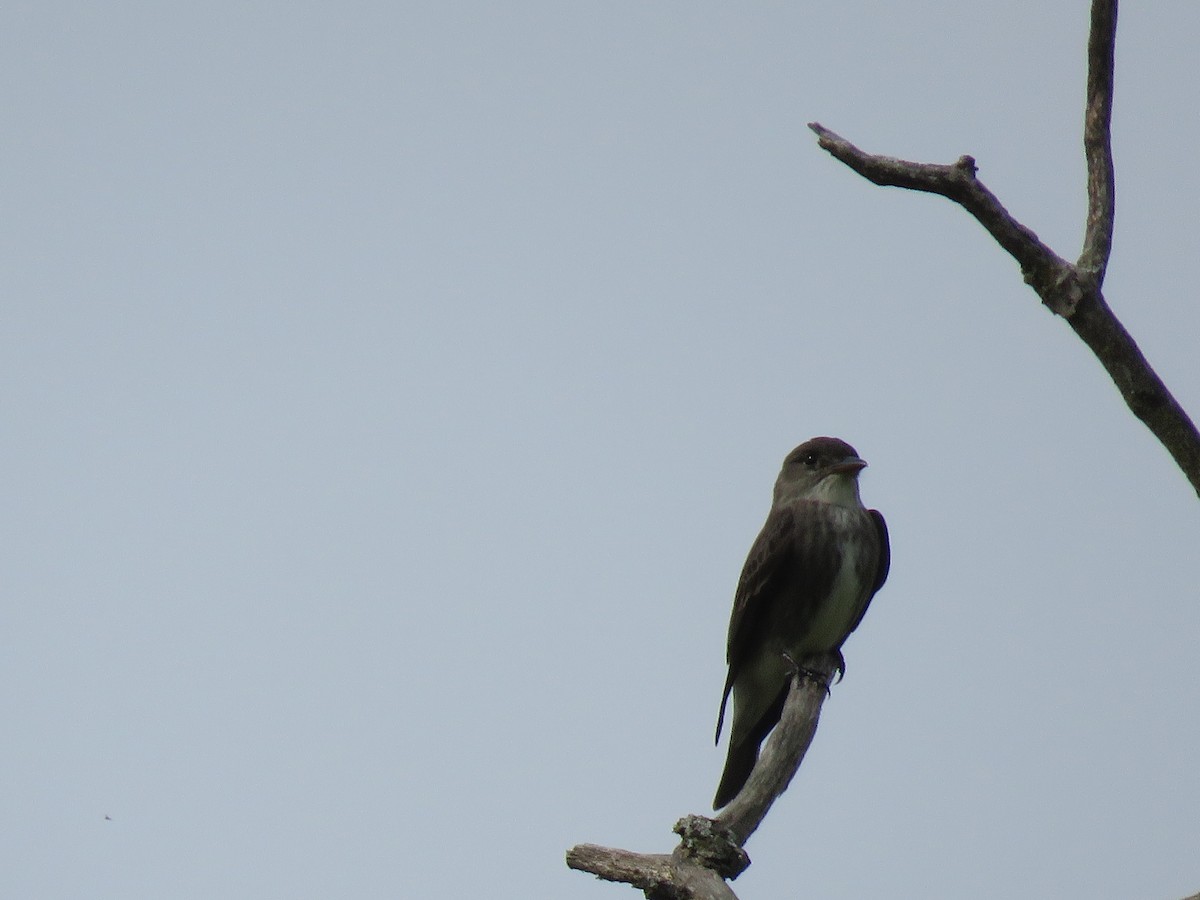 Olive-sided Flycatcher - John O'Donnell