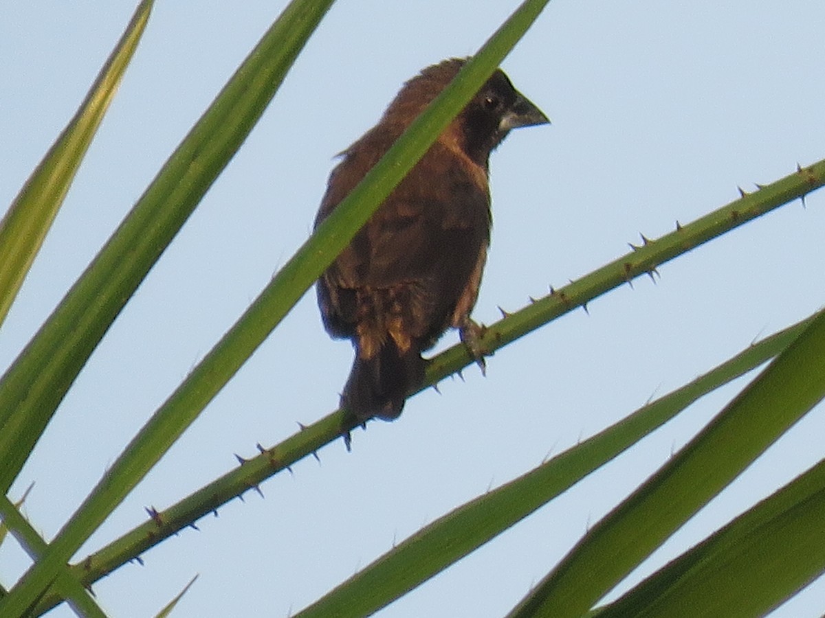 Black-throated Munia - ML161542881