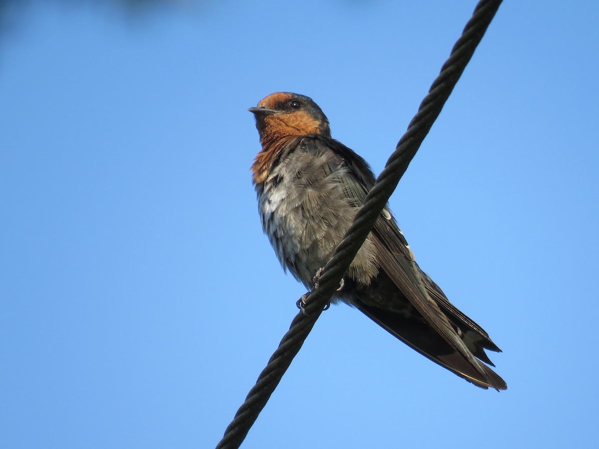 Hill Swallow - ML161543561