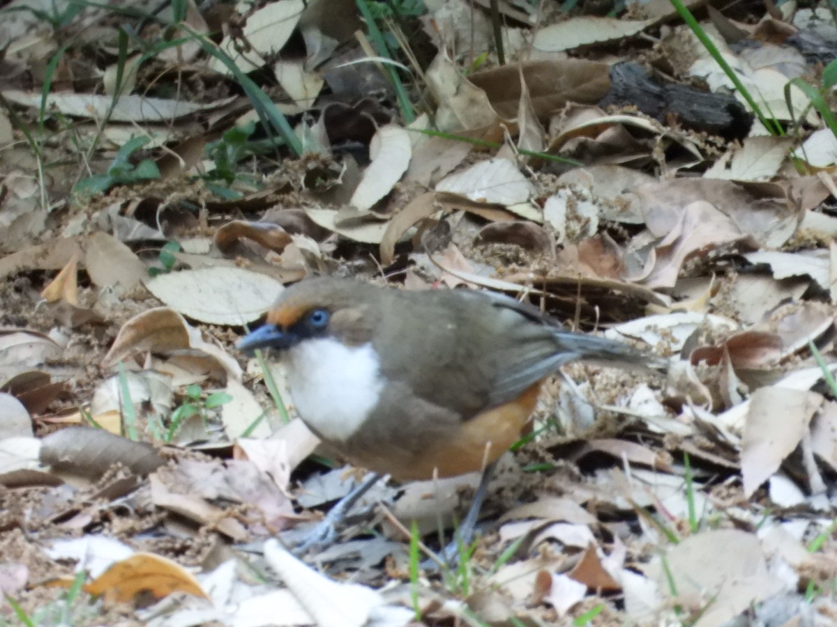 White-throated Laughingthrush - ML161544371
