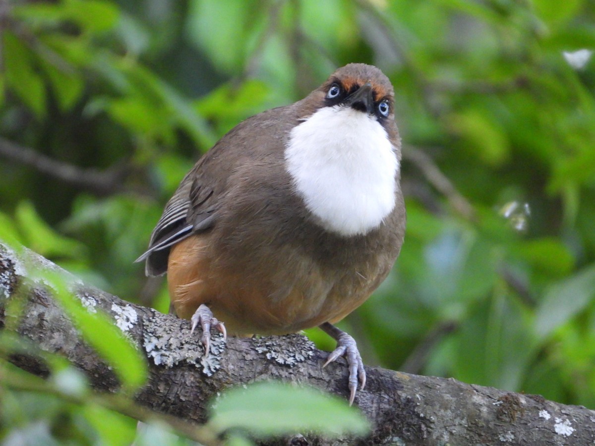 White-throated Laughingthrush - ML161544381