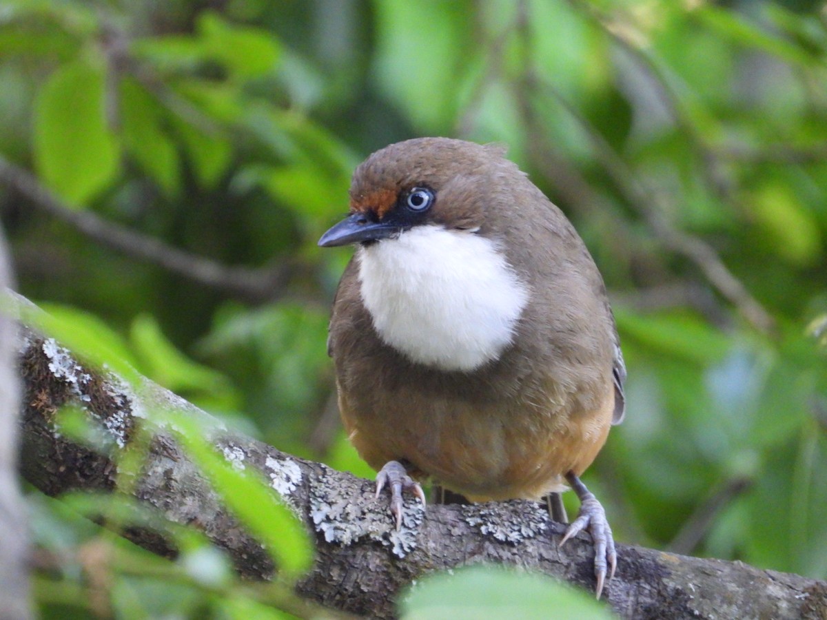 White-throated Laughingthrush - ML161544391