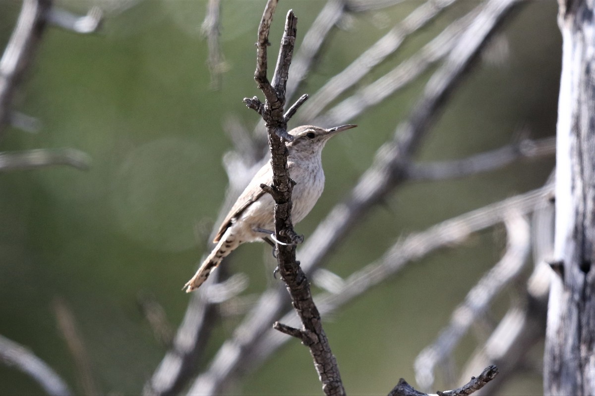 Rock Wren - ML161544761