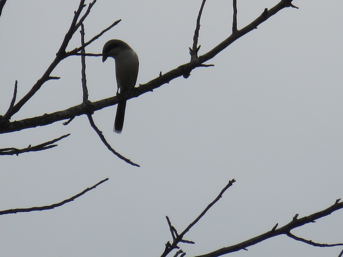 Long-tailed Shrike - ML161545561