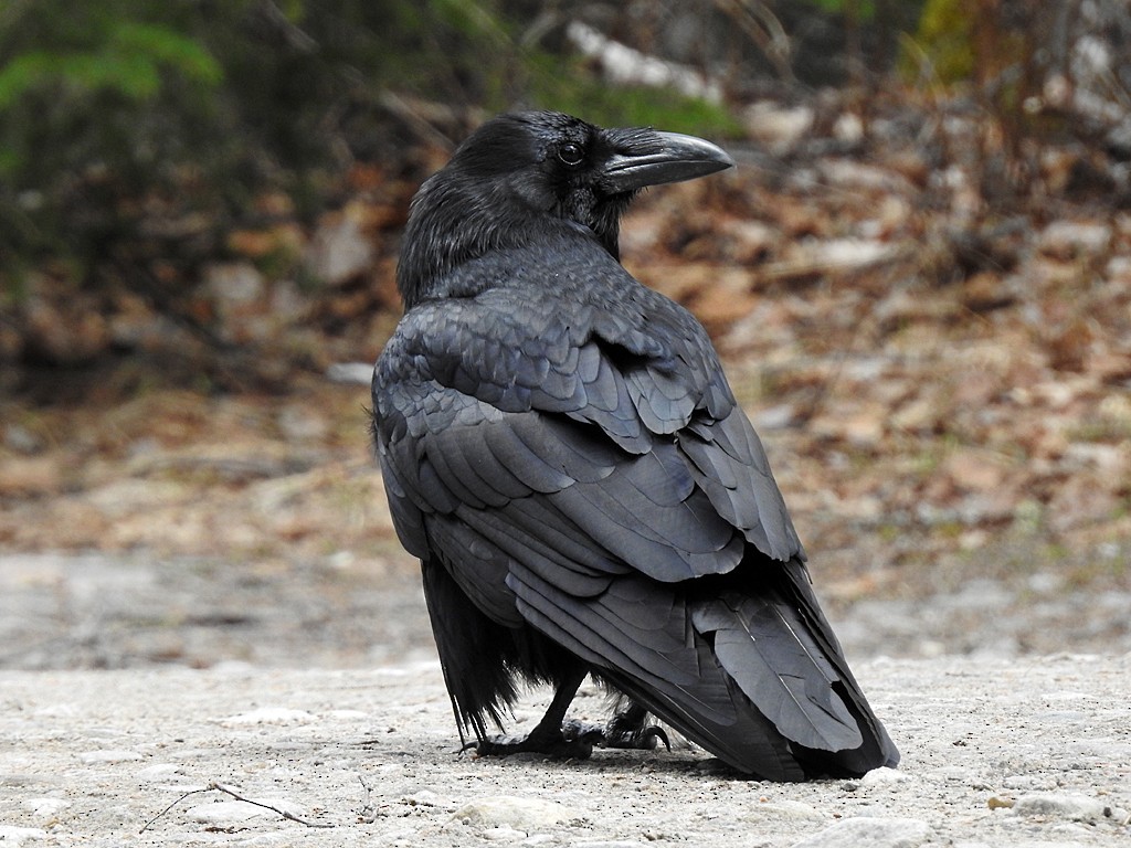 Common Raven - ML161546321