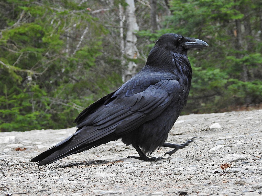 Common Raven - ML161546361