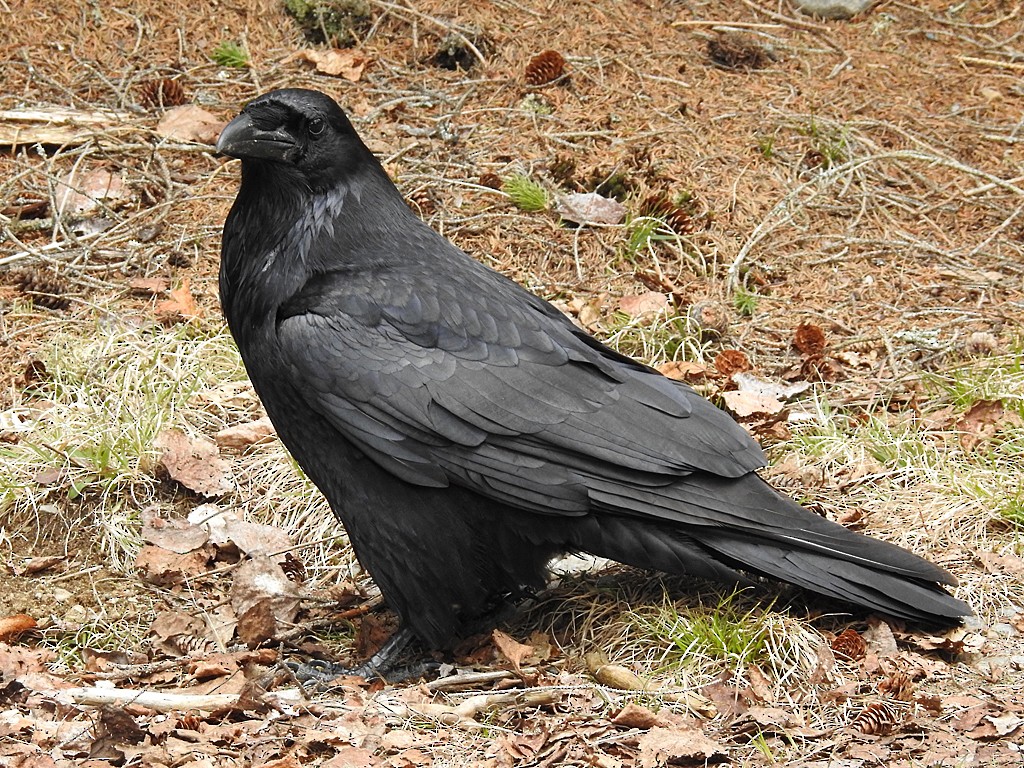 Common Raven - ML161546371