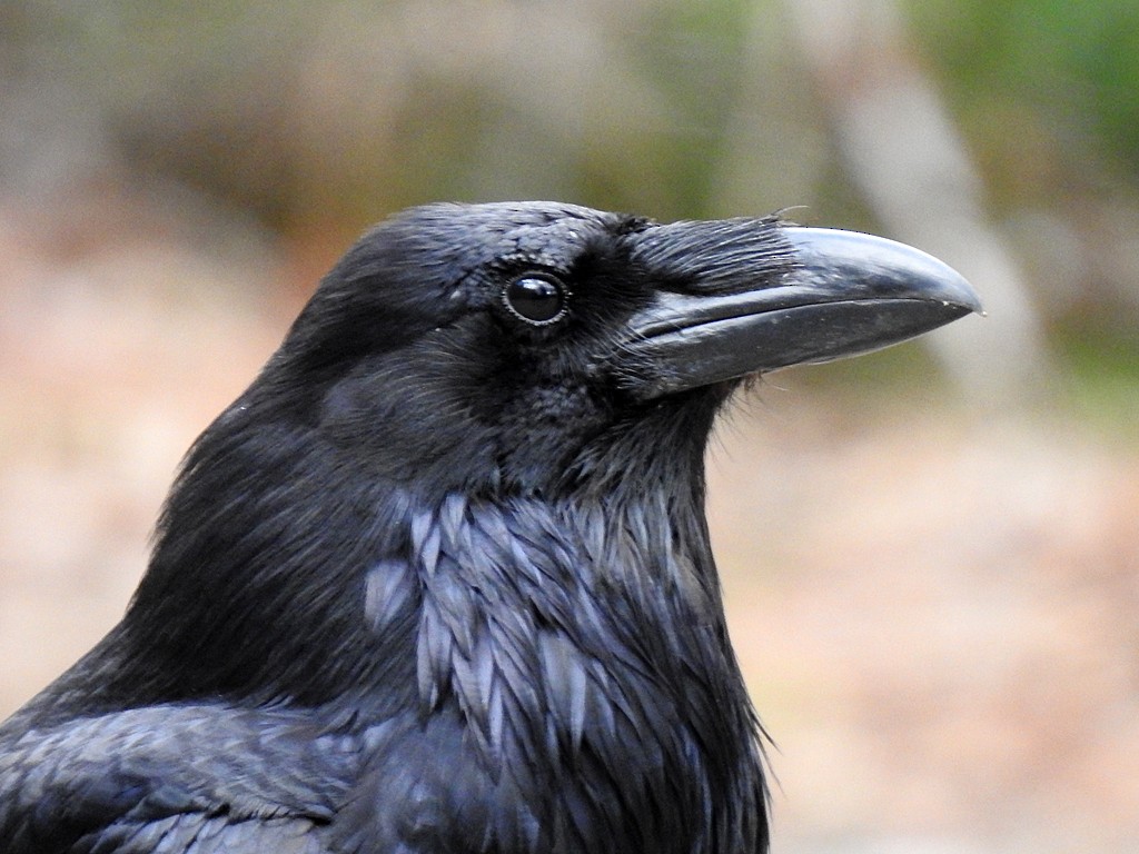 Common Raven - ML161546421