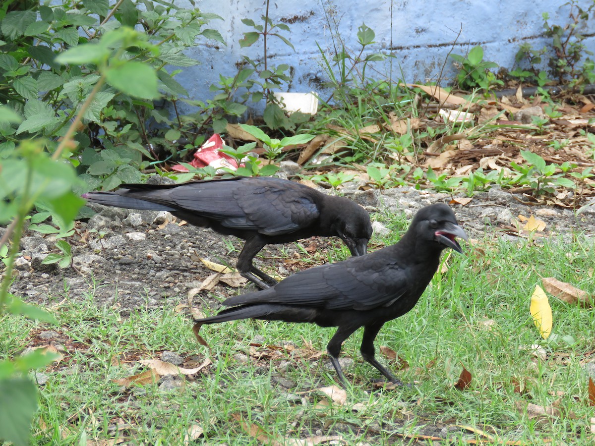 Large-billed Crow - ML161546841