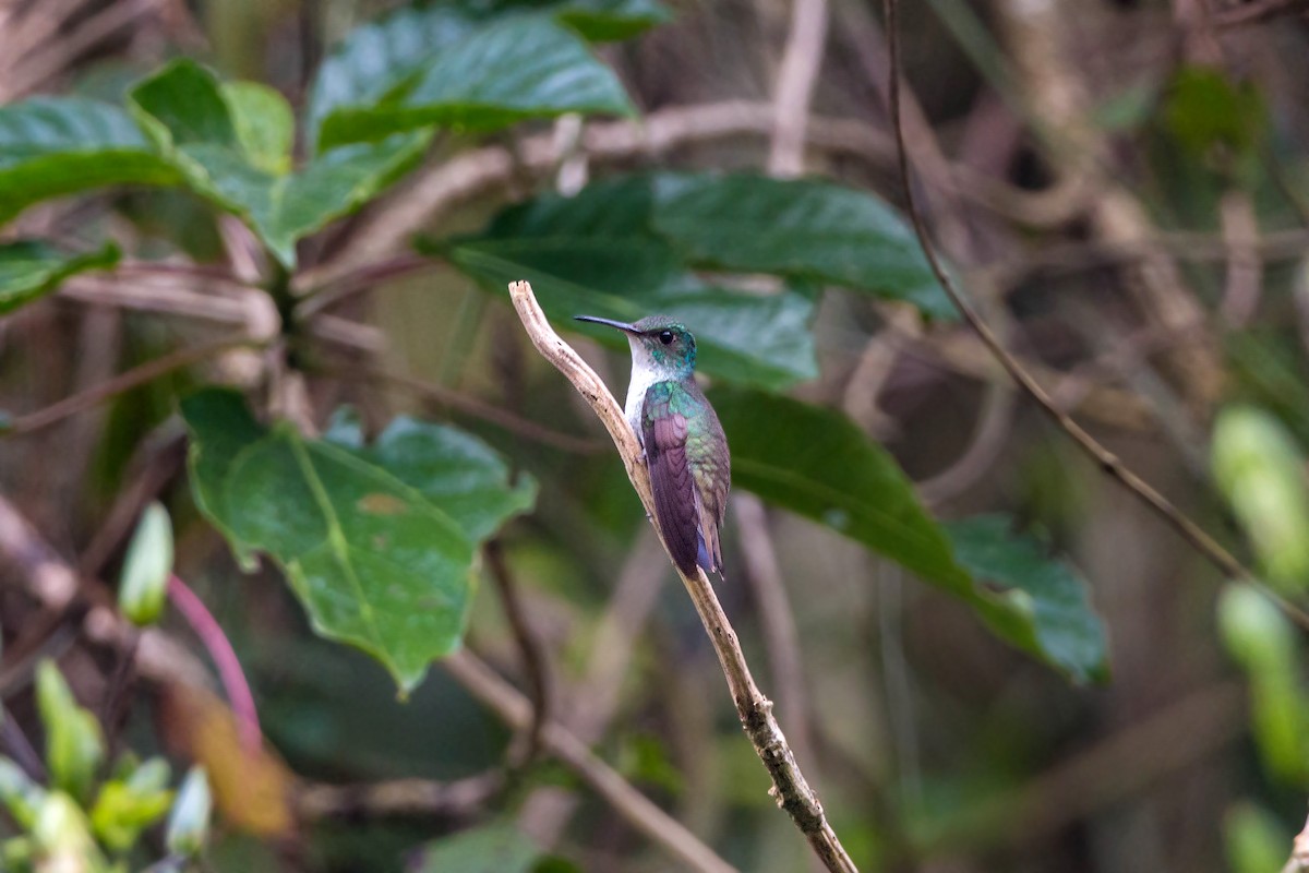 kolibřík helikóniový - ML161547231