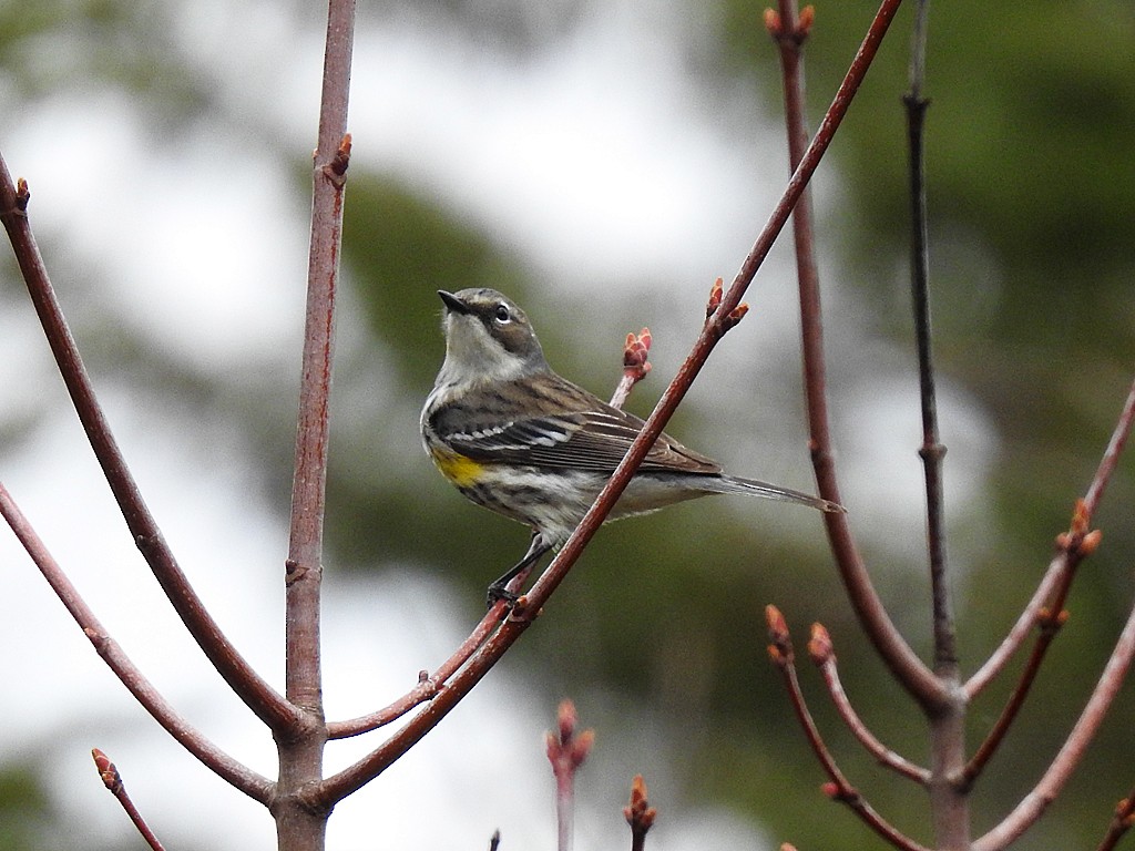 Yellow-rumped Warbler - ML161547251