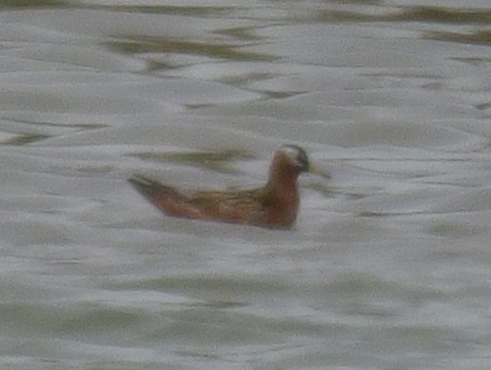 Red Phalarope - Wendy Dandridge
