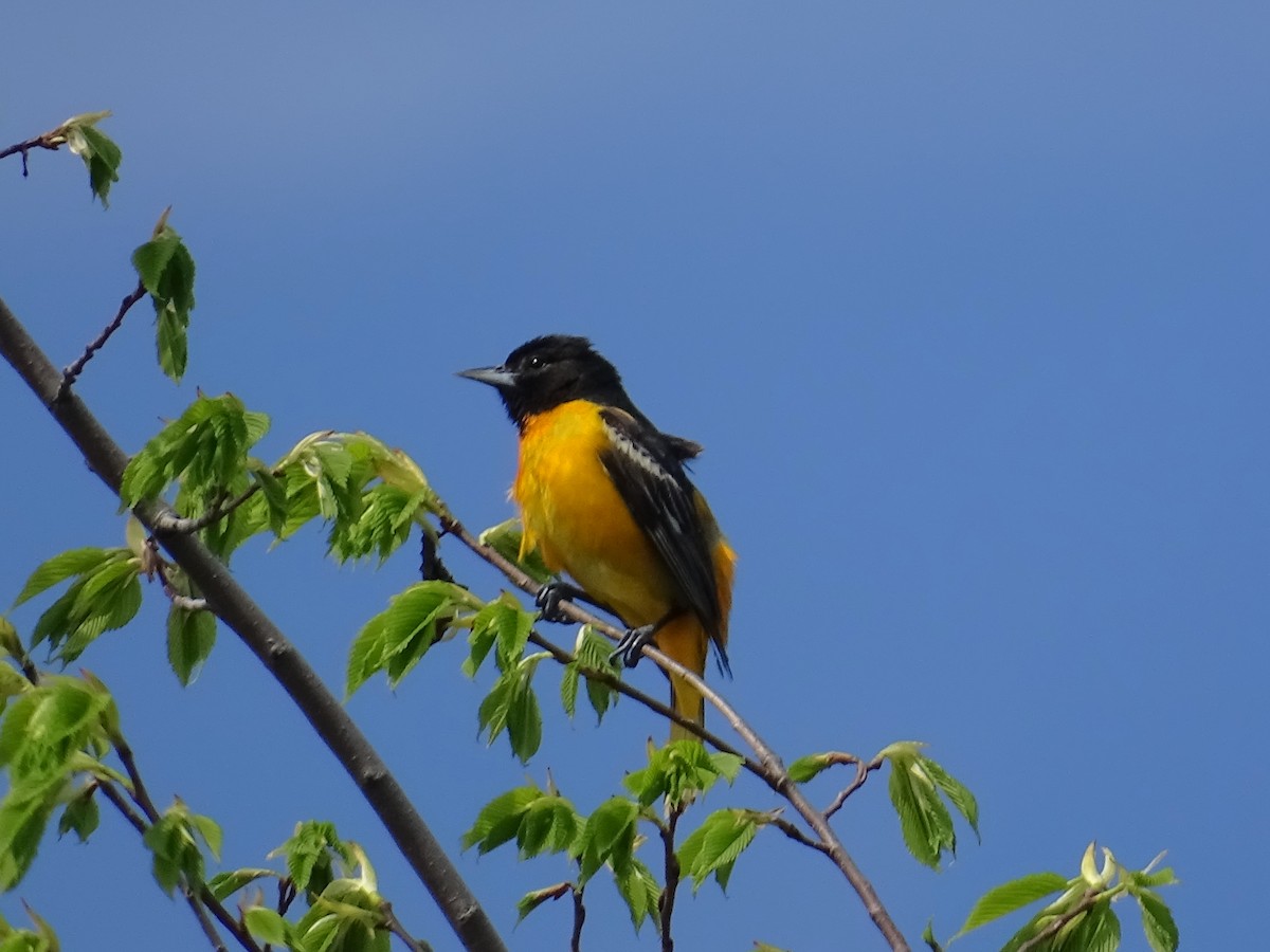 Baltimore Oriole - ML161548261