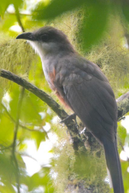 Chestnut-bellied Cuckoo - ML161550331