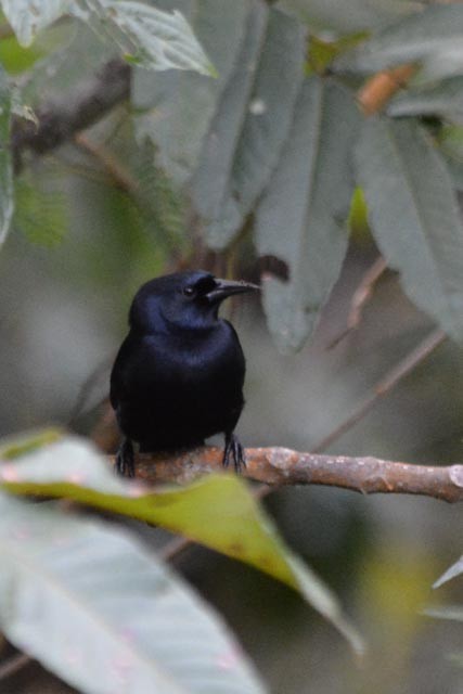 Jamaican Blackbird - ML161550971
