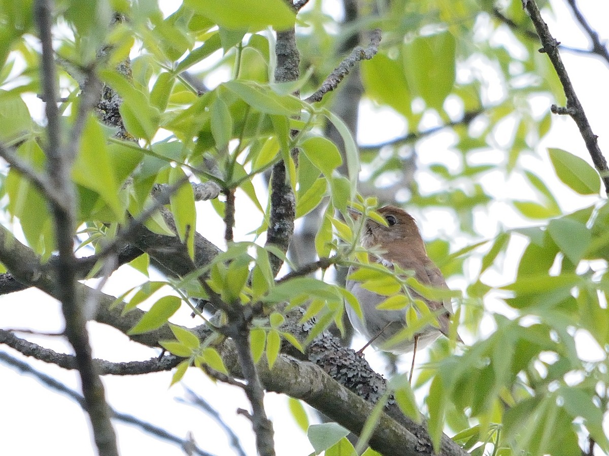 Veery - ML161551461