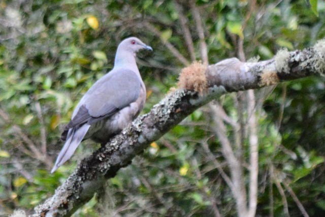 Ring-tailed Pigeon - ML161551531