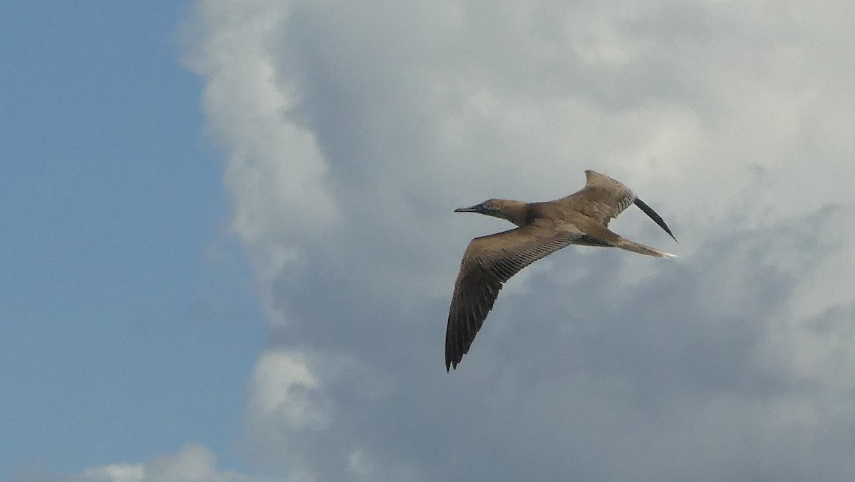 Red-footed Booby - Diana Flora Padron Novoa