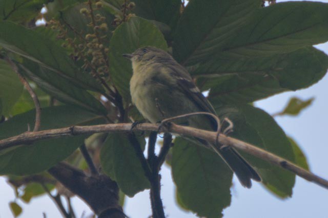 Jamaican Vireo - ML161552431