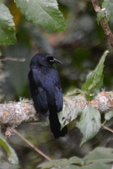Jamaican Blackbird - ML161552941