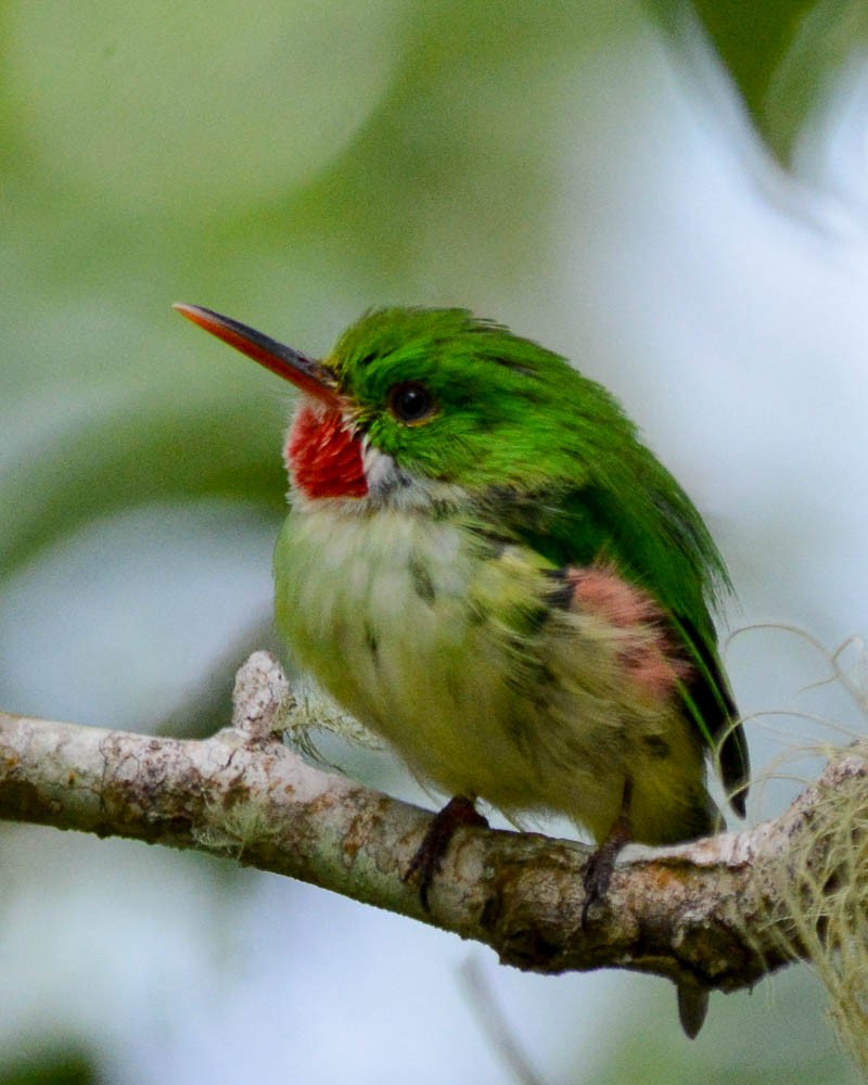 Jamaican Tody - ML161555251