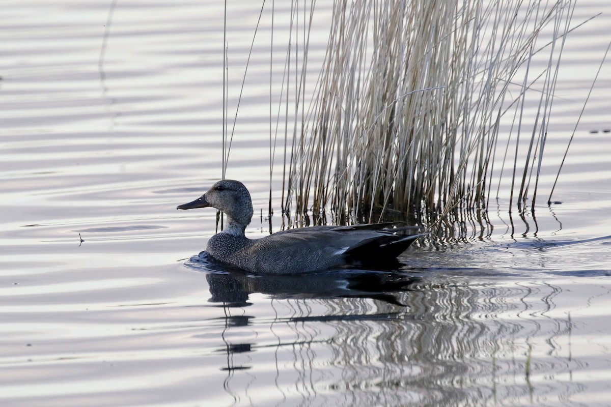 Gadwall - Russ Morgan