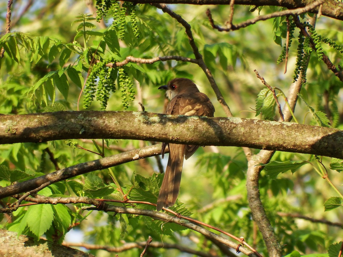 Black-billed Cuckoo - ML161556171