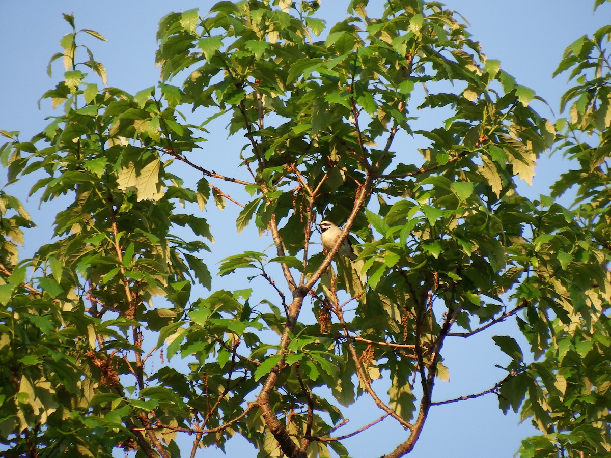 Golden-winged Warbler - Stephen Hurst