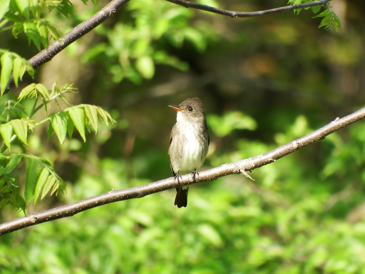 Olive-sided Flycatcher - Stephen Hurst