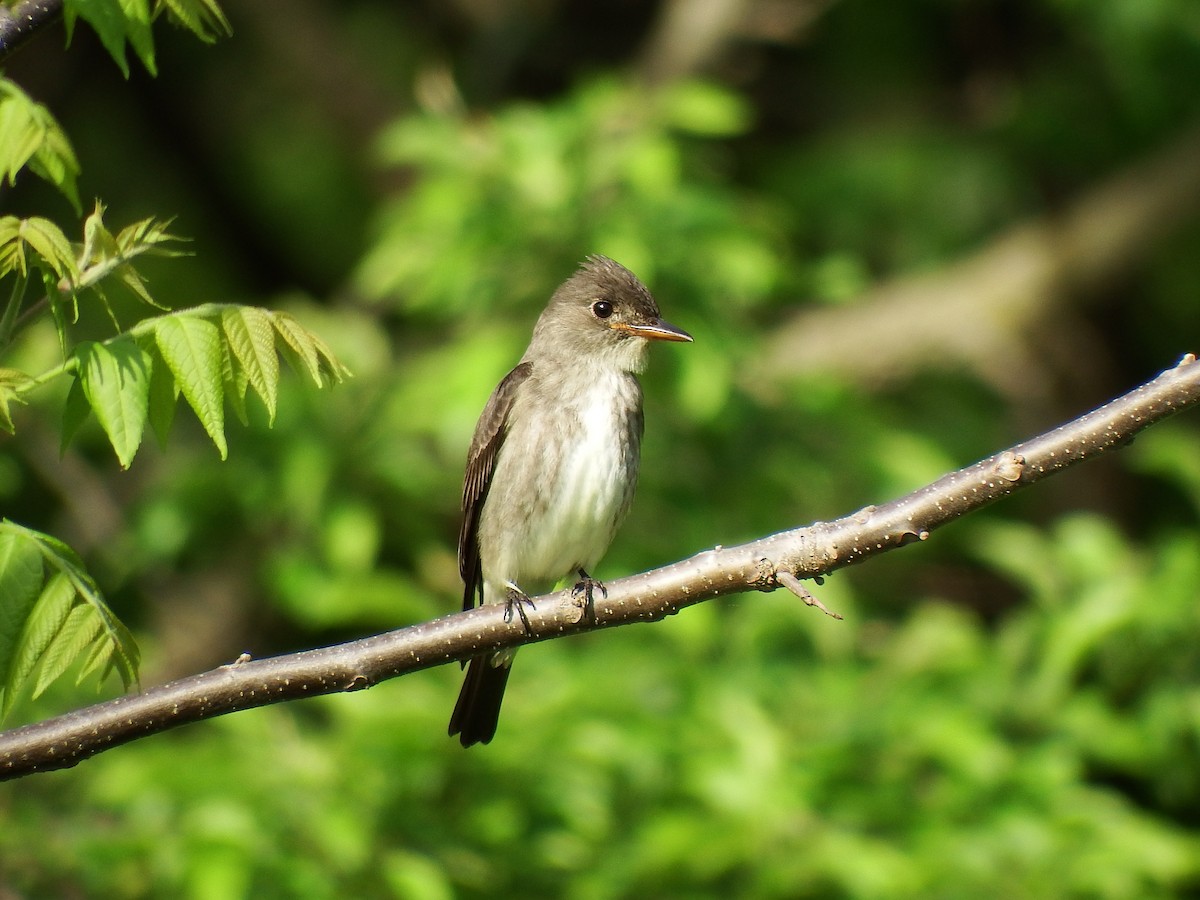 Olive-sided Flycatcher - ML161556471